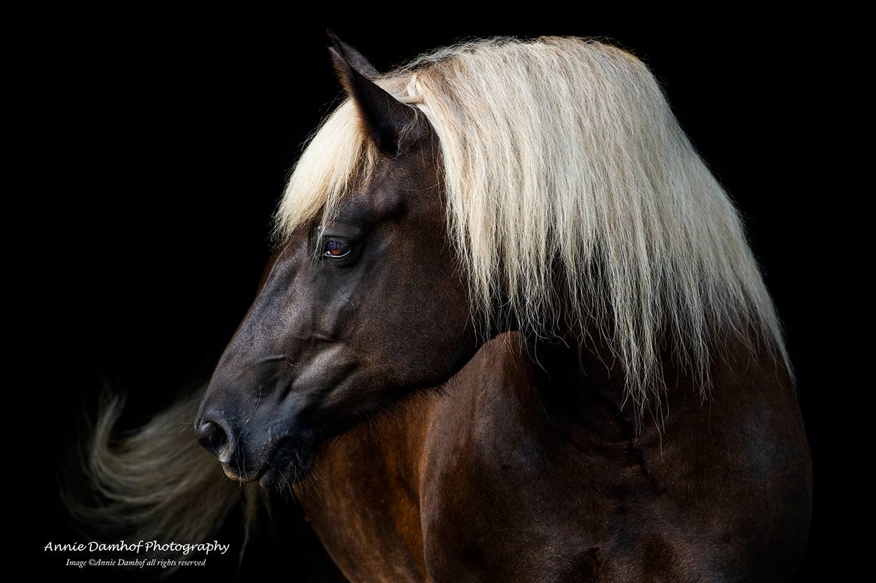 Missy - Schwarzwalder Fuchs or Black Forest Horse